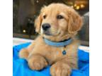 Golden Retriever Puppy for sale in Temple Hills, MD, USA
