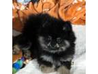 Pomeranian Puppy for sale in Fort Wayne, IN, USA