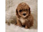 Poodle (Toy) Puppy for sale in West Covina, CA, USA