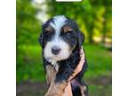 Mutt Puppy for sale in Sioux Falls, SD, USA