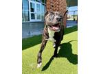 Adopt BRYCE a American Staffordshire Terrier, Mixed Breed