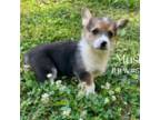 Pembroke Welsh Corgi Puppy for sale in Blacksburg, VA, USA