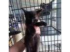 Adopt Grizzly (24-3848) a Domestic Short Hair