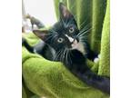 Adopt Landry a Domestic Medium Hair, Domestic Short Hair