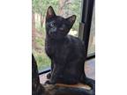 Adopt Noche a Domestic Short Hair