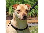 Adopt Cory a Terrier