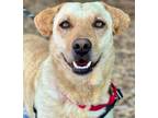 Adopt Oscar a Labrador Retriever, Terrier