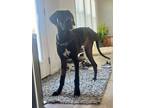 Adopt Jameson a Great Dane, Mixed Breed