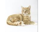 Adopt Coyote a Domestic Short Hair