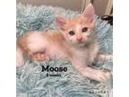 Adopt Moose a Domestic Short Hair