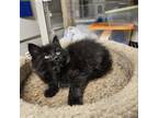 Adopt Stormy a Domestic Long Hair