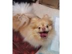 Adopt Loki a Pomeranian