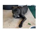 Adopt Zoe a Labrador Retriever, Pit Bull Terrier