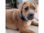 Adopt Rocky a Basset Hound, Pit Bull Terrier