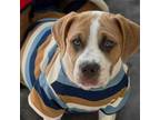 Adopt Charlie aka Tucker a Basset Hound, Pit Bull Terrier