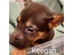 Adopt Keegan a German Shepherd Dog