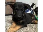 Adopt Kingston a German Shepherd Dog