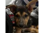 Adopt Kenza a German Shepherd Dog