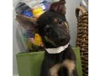 Adopt Kasper a German Shepherd Dog