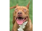 Adopt Ruger a Pit Bull Terrier, Mixed Breed