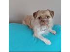 Adopt Tiny a Brussels Griffon, Mixed Breed