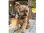 Adopt Max a Yorkshire Terrier