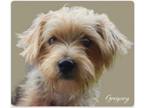 Adopt Gregory a Cairn Terrier, Yorkshire Terrier