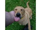 Adopt Rowdy a Labrador Retriever