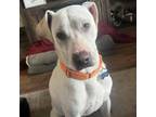 Adopt ZZ a Yellow Labrador Retriever, Pit Bull Terrier