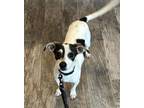 Adopt Jimmy a Jack Russell Terrier