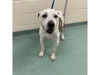 Adopt Wink a Mixed Breed