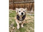 Adopt Castro a Yorkshire Terrier, Terrier