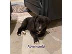 Adopt Adventureful Cookie a Cattle Dog, Retriever