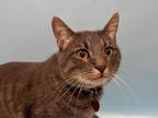 Adopt Percy a Domestic Short Hair