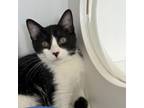 Adopt Citrine a American Shorthair