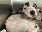 Adopt SCHMIDT a Parson Russell Terrier