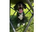 Adopt Sasquatch a Black Labrador Retriever, Beagle
