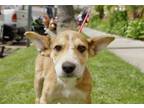 Adopt Radar - Rochelle (Bolt) a Australian Shepherd, German Shepherd Dog