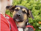 Adopt Shivago - Rochelle (KJ) a Australian Shepherd, German Shepherd Dog