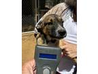 Adopt Shiloh - Rochelle (Timmy) a Australian Shepherd, German Shepherd Dog