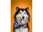 Adopt Kodiak a Collie, Mixed Breed