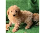 Goldendoodle Puppy for sale in Clarita, OK, USA