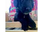 Labradoodle Puppy for sale in Perry, MO, USA