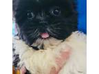 Shih Tzu Puppy for sale in Santa Clarita, CA, USA