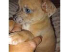 Chihuahua Puppy for sale in Folkston, GA, USA
