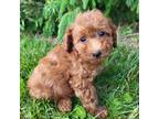 Mutt Puppy for sale in Jeromesville, OH, USA