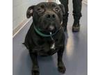 Adopt Boulder a Pit Bull Terrier