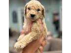 Goldendoodle Puppy for sale in Chicago, IL, USA