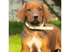 Rhodesian Ridgeback Puppy for sale in Ashville, AL, USA