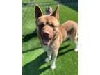 Adopt Nelly a Akita